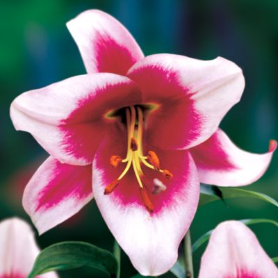 Lily Silk Road