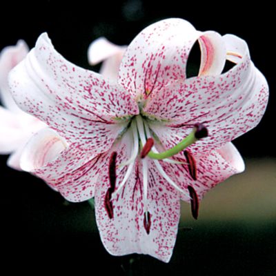 Lily White Lace