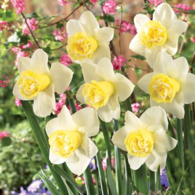 Daffodil 