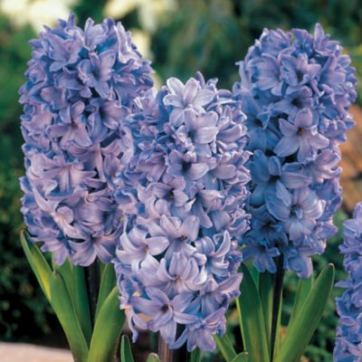 Hyacinth Delft Blue