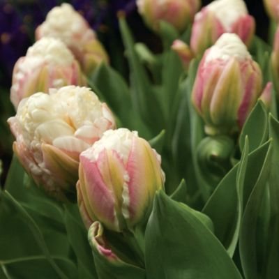 Tulip Ice Cream