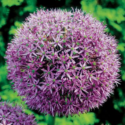 Allium Atlas