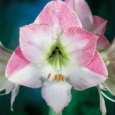 Amaryllis Apple Blossom