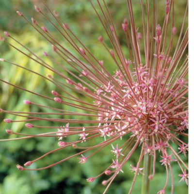 Allium schubertii