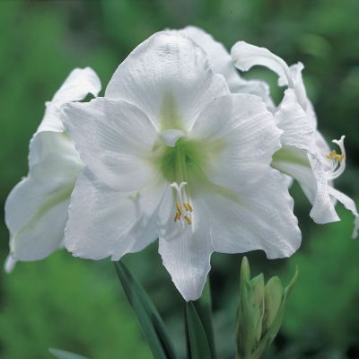 Amaryllis 
