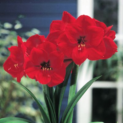 Amaryllis 