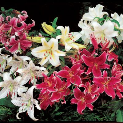 Elite Oriental Lily Mix
