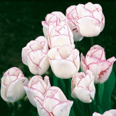 Tulip Shirley