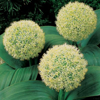 Ornamental Onion 