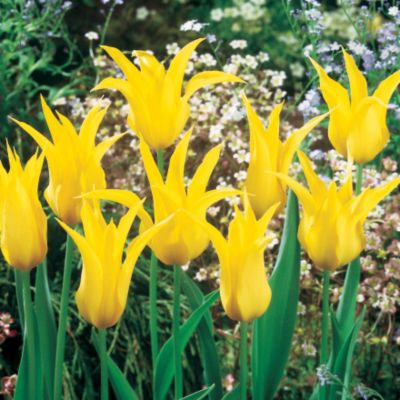 Tulip Moonshine
