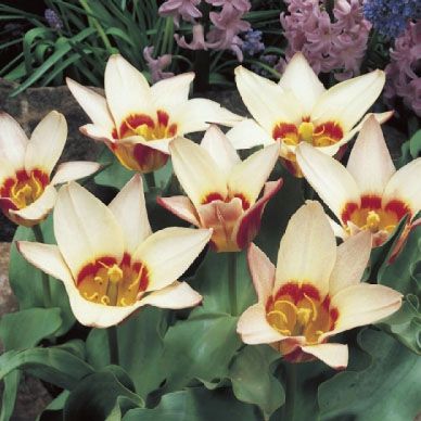 Tulip  