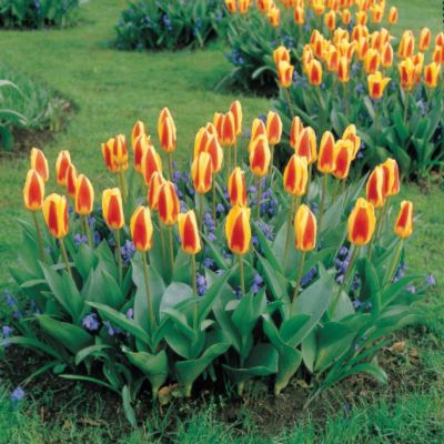 Tulip Stresa