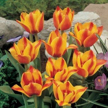 Tulip 