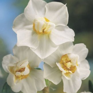 Daffodil Cheerfulness
