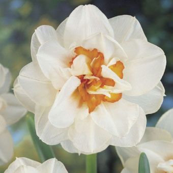 Daffodil Flower Drift
