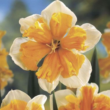 Daffodil Orangerie