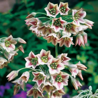 Allium (Nectaroscordum) siculum