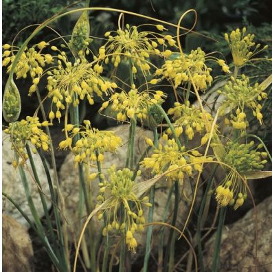 Yellow Ornamental Onion