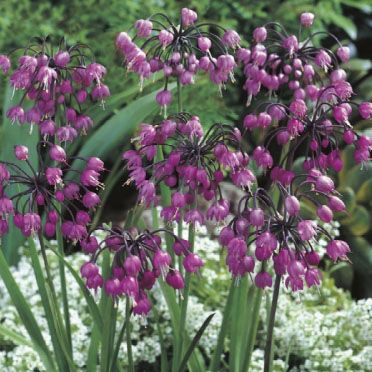 Allium carinatum pulchellum 