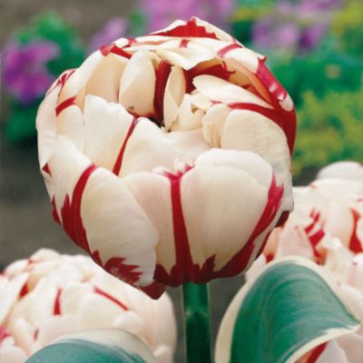 Tulip Carnaval de Nice