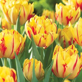 Tulip 