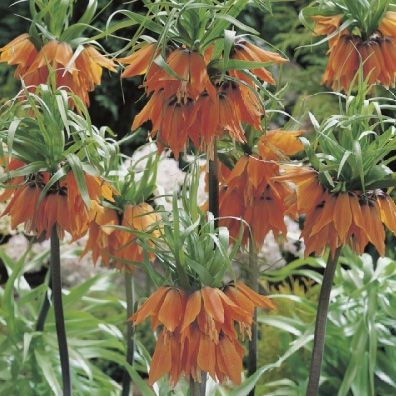 Double Crown Imperial Prolifera