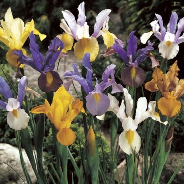 Iris Hollandica Mix
