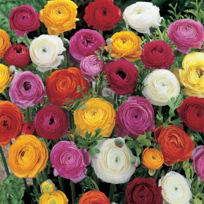 Persian Buttercup Color Mix