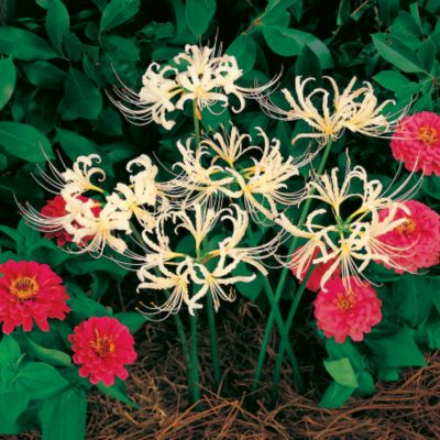 White Spider Lily