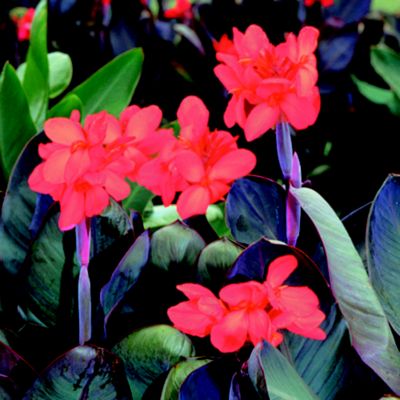 Canna 'Futurity Red'
