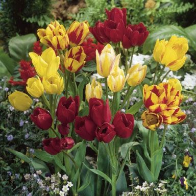 Tulip Bunchflowering Mix