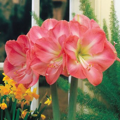 Amaryllis Vera