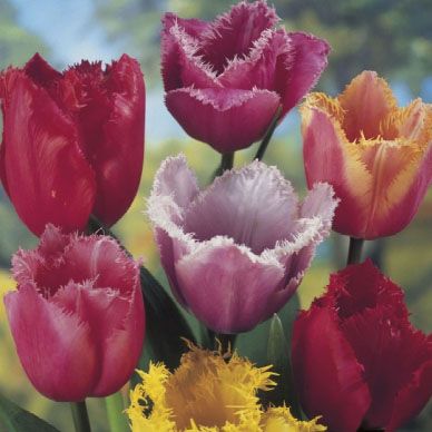 Tulip Fringed Mixture