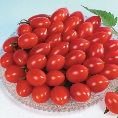 Cherry Tomato Plants