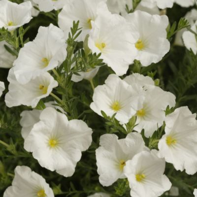 Annual Plant Collection