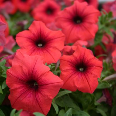 Mail Order Live Petunia Annual Plants