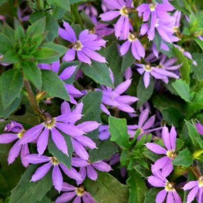 Live Annual Fanflower Plants