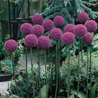 Allium giganteum