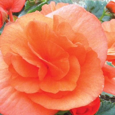 Live Annual Container Plants