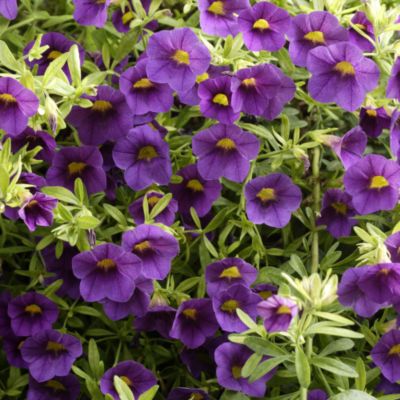 Mail Order Live Calibrachoa Million Bells Plants