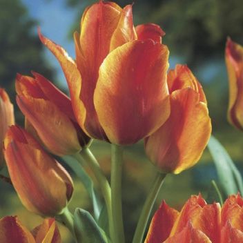 Tulip 
