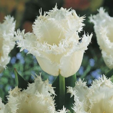 Tulip 