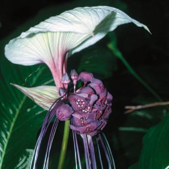 White Bat Plant: Tropical plant with long, crinkled leaves and blooms of ivory to chartreuse, surrounded by 