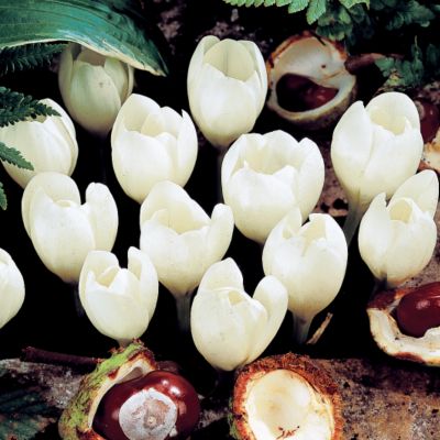 White Fall Blooming Crocus