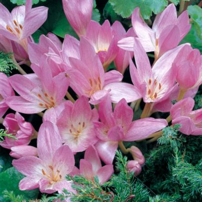 Autumn Crocus 'The Giant': 6-inch stems topped with many large, goblet-shaped blooms of soft rose streaked with white.