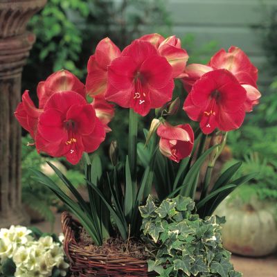 Amaryllis 