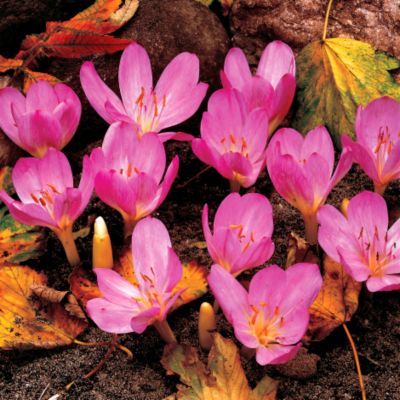 Fall Blooming Crocus zonatus