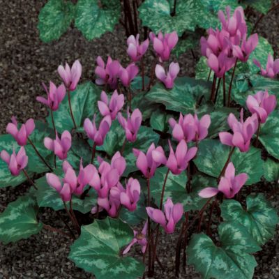 Hardy Cyclamen neapolitanum: Low-growing lilac blooms with dark centers arise on thin stems above heart-shaped foliage. The petals of the blooms are held straight up instead of outstretched.