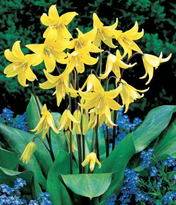 Trout Lily Pagoda