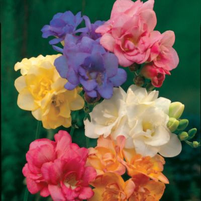 Freesia Double Mix